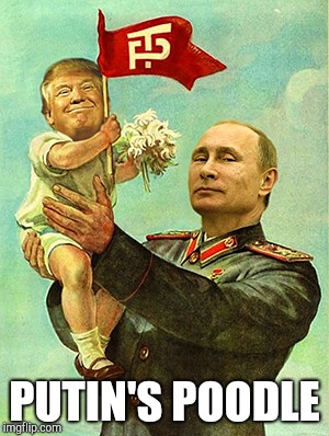 Putin's poodle | PUTIN'S POODLE | image tagged in vladimir putin,putin,putin trump,donald trump vladamir putin,donald trump is an idiot,putins poodle | made w/ Imgflip meme maker