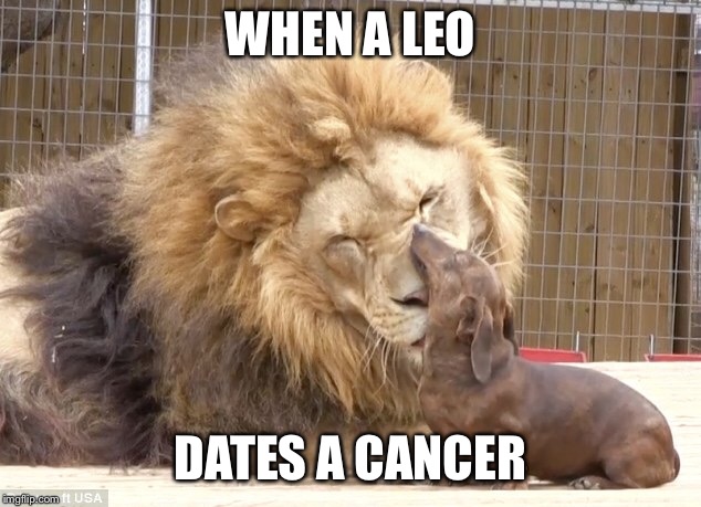 WHEN A LEO; DATES A CANCER | image tagged in astrology | made w/ Imgflip meme maker