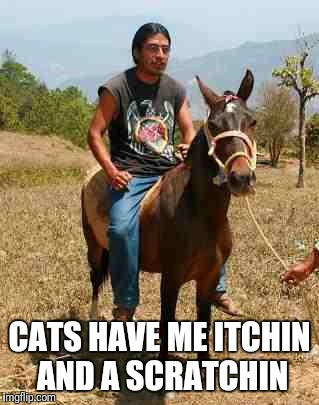 CATS HAVE ME ITCHIN AND A SCRATCHIN | made w/ Imgflip meme maker