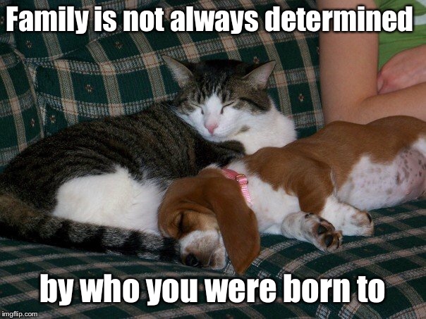 Family | Family is not always determined; by who you were born to | image tagged in cats and dogs,family,love of family,inspirational | made w/ Imgflip meme maker
