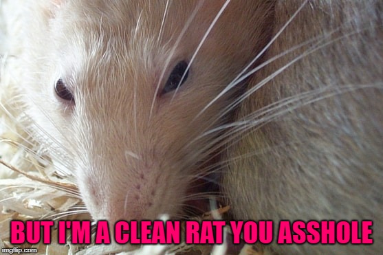 BUT I'M A CLEAN RAT YOU ASSHOLE | made w/ Imgflip meme maker