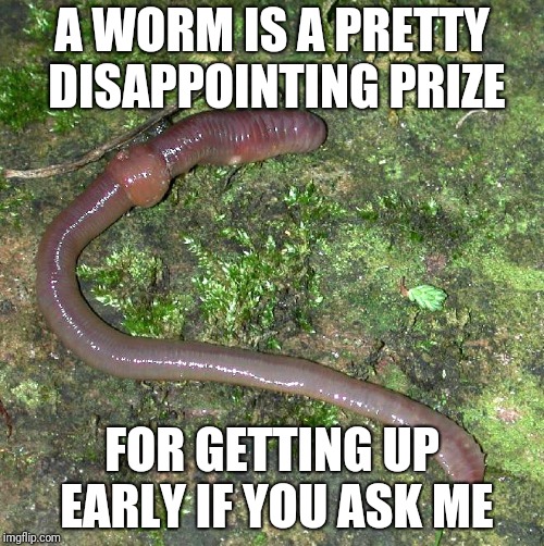 Worm | A WORM IS A PRETTY DISAPPOINTING PRIZE; FOR GETTING UP EARLY IF YOU ASK ME | image tagged in worm | made w/ Imgflip meme maker