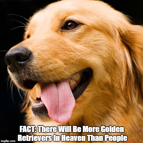 FACT: There Will Be More Golden Retrievers In Heaven Than People | made w/ Imgflip meme maker