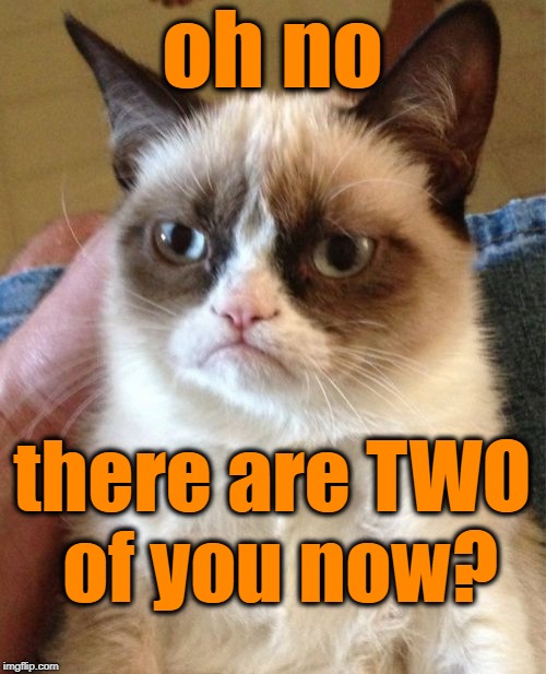 Grumpy Cat Meme | oh no there are TWO of you now? | image tagged in memes,grumpy cat | made w/ Imgflip meme maker