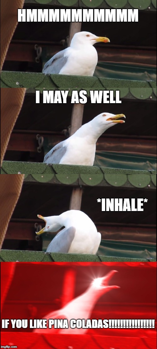 Inhaling Seagull Meme | HMMMMMMMMMM; I MAY AS WELL; *INHALE*; IF YOU LIKE PINA COLADAS!!!!!!!!!!!!!!!! | image tagged in memes,inhaling seagull | made w/ Imgflip meme maker