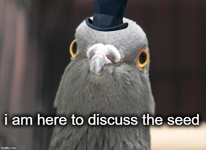 birb city council meeting | i am here to discuss the seed | image tagged in bird,funny,seeds,pigeon,memes | made w/ Imgflip meme maker