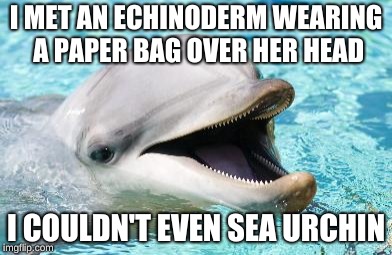 If you laughed, you probably aced zoology. | I MET AN ECHINODERM WEARING A PAPER BAG OVER HER HEAD; I COULDN'T EVEN SEA URCHIN | image tagged in dumb joke dolphin | made w/ Imgflip meme maker