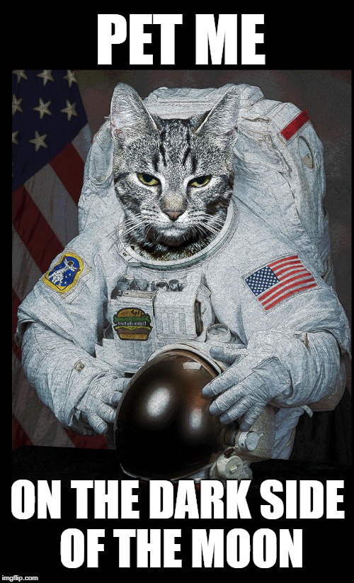 PET ME; ON THE DARK SIDE OF THE MOON | image tagged in cat,space,the moon,the dark side,kiss me,astronaut | made w/ Imgflip meme maker