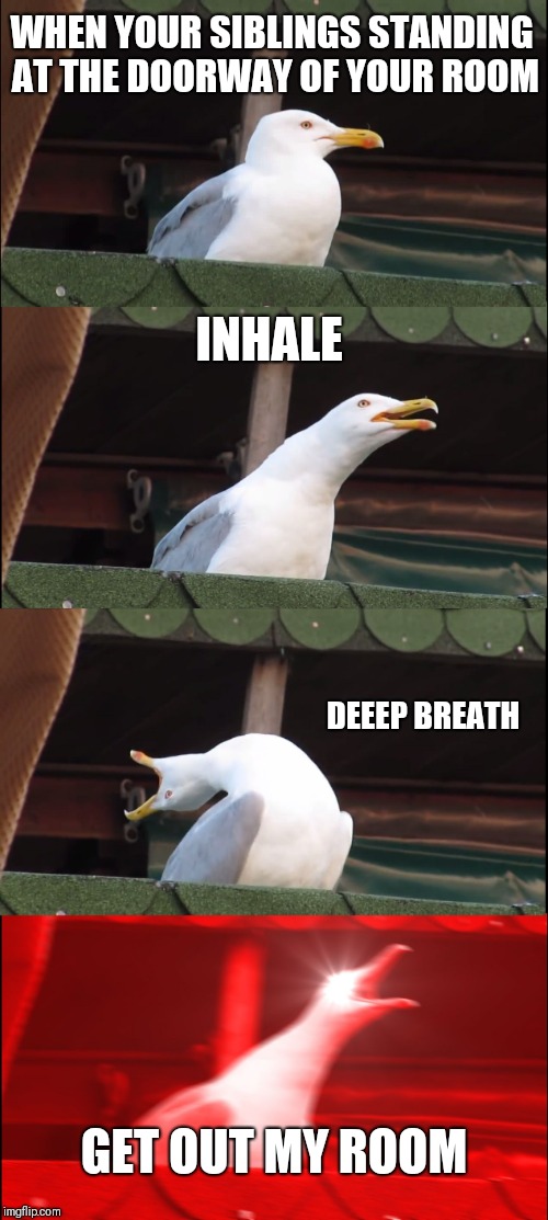 Inhaling Seagull Meme | WHEN YOUR SIBLINGS STANDING AT THE DOORWAY OF YOUR ROOM; INHALE; DEEEP BREATH; GET OUT MY ROOM | image tagged in memes,inhaling seagull | made w/ Imgflip meme maker