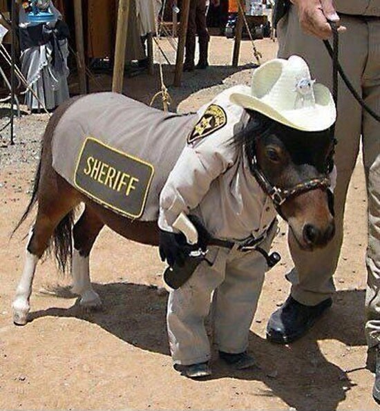 High Quality Pony-Sheriff Blank Meme Template