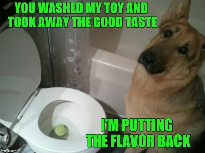 That's a spicy tennis ball! ~Template from JBmemegeek | YOU WASHED MY TOY AND TOOK AWAY THE GOOD TASTE; I'M PUTTING THE FLAVOR BACK | image tagged in memes,dogs,toilet,tennis ball | made w/ Imgflip meme maker