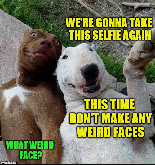 Not everyone is photogenic. ~Template from JBmemegeek | WE'RE GONNA TAKE THIS SELFIE AGAIN; THIS TIME DON'T MAKE ANY WEIRD FACES; WHAT WEIRD FACE? | image tagged in memes,selfie dogs,weird face | made w/ Imgflip meme maker