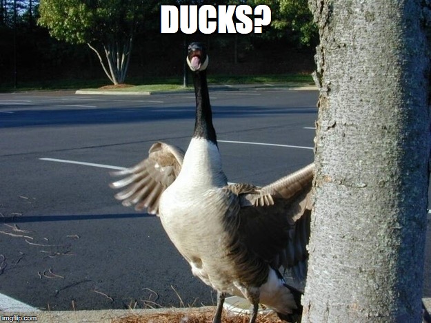 Hell geese | DUCKS? | image tagged in hell geese | made w/ Imgflip meme maker