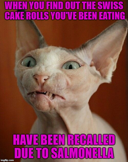 Unjust Desserts  | WHEN YOU FIND OUT THE SWISS CAKE ROLLS YOU'VE BEEN EATING; HAVE BEEN RECALLED DUE TO SALMONELLA | image tagged in funny memes,cat,caturday,chocolate,warning,bad | made w/ Imgflip meme maker