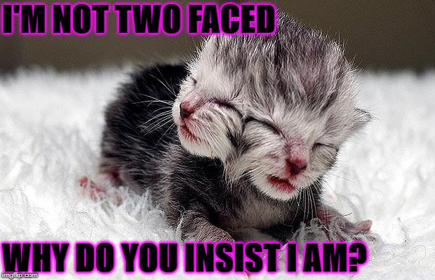I'M NOT TWO FACED; WHY DO YOU INSIST I AM? | image tagged in two faced cat | made w/ Imgflip meme maker