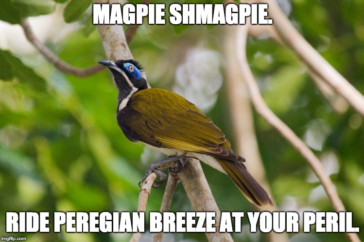 MAGPIE SHMAGPIE. RIDE PEREGIAN BREEZE
AT YOUR PERIL. | image tagged in swooping birds,honeyeater | made w/ Imgflip meme maker