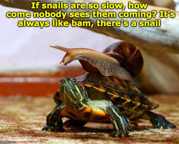 Snail On A Turtle Memes Imgflip 