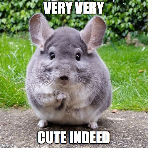 VERY VERY CUTE INDEED | image tagged in chinchilla | made w/ Imgflip meme maker