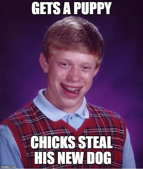 Bad Luck Brian Meme | GETS A PUPPY CHICKS STEAL HIS NEW DOG | image tagged in memes,bad luck brian | made w/ Imgflip meme maker