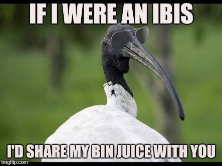 If I were an ibis | IF I WERE AN IBIS; I'D SHARE MY BIN JUICE WITH YOU | image tagged in bird,sweet,pick up lines | made w/ Imgflip meme maker
