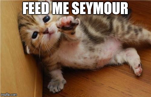 Help Me Kitten | FEED ME SEYMOUR | image tagged in help me kitten | made w/ Imgflip meme maker