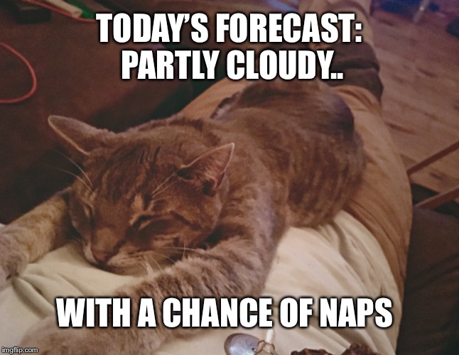 Cat Nap | TODAY’S FORECAST: PARTLY CLOUDY.. WITH A CHANCE OF NAPS | image tagged in cats,cat,memes,funny,funny memes,kitten | made w/ Imgflip meme maker