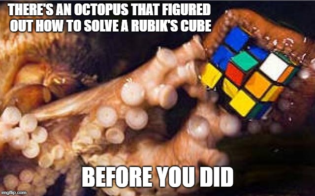 It's Only A Matter Of Time Until They Take Over... | THERE'S AN OCTOPUS THAT FIGURED OUT HOW TO SOLVE A RUBIK'S CUBE; BEFORE YOU DID | image tagged in rubik's cube,octopus,alien life form,alien dna,highly intelligent | made w/ Imgflip meme maker