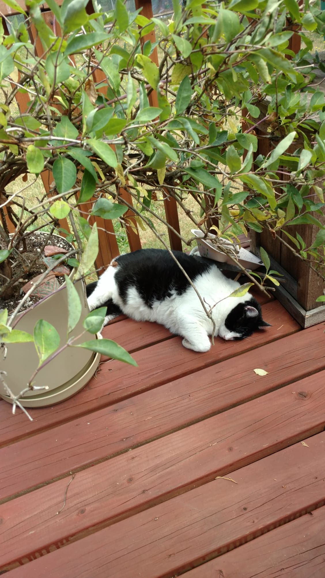 High Quality Porch cat shade Blank Meme Template