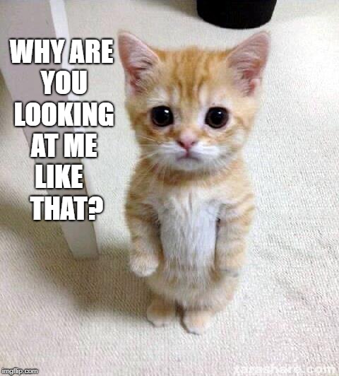 Cute Cat Meme | WHY ARE YOU LOOKING AT ME LIKE      THAT? | image tagged in memes,cute cat | made w/ Imgflip meme maker