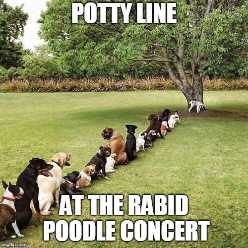 POTTY LINE; AT THE RABID POODLE CONCERT | image tagged in potty line at the rabid poodle concert | made w/ Imgflip meme maker