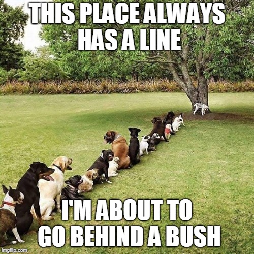 Rabid Poodles Concert | THIS PLACE ALWAYS HAS A LINE; I'M ABOUT TO GO BEHIND A BUSH | image tagged in dogs | made w/ Imgflip meme maker
