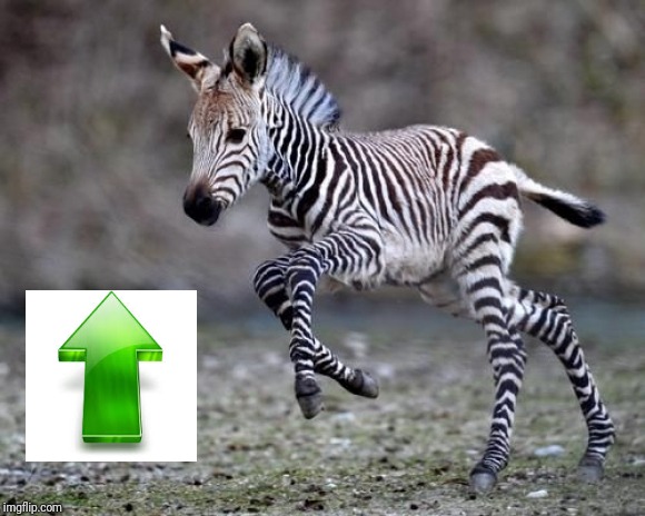 Cute Baby Zebra | image tagged in cute baby zebra | made w/ Imgflip meme maker