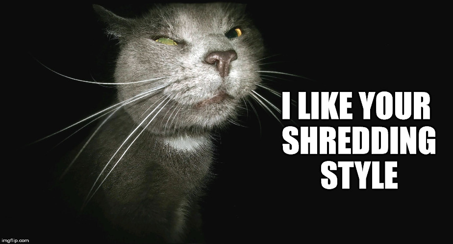 Stalker Cat | I LIKE YOUR SHREDDING STYLE | image tagged in stalker cat | made w/ Imgflip meme maker