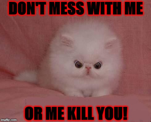 DON'T MESS WITH ME; OR ME KILL YOU! | image tagged in rage kitten | made w/ Imgflip meme maker