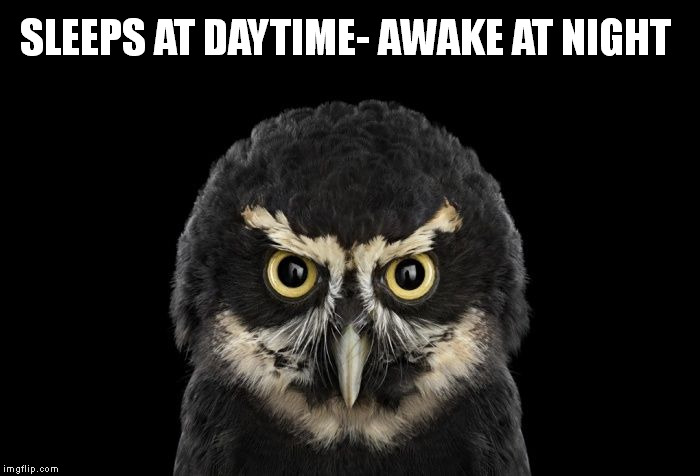 SLEEPS AT DAYTIME- AWAKE AT NIGHT | image tagged in dark owl | made w/ Imgflip meme maker