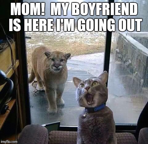 MOM!  MY BOYFRIEND IS HERE I'M GOING OUT | image tagged in mom,memes,funny memes,cats | made w/ Imgflip meme maker