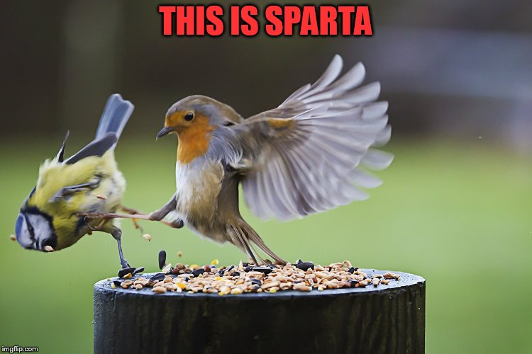 Not Sharing Flying Kick Bird | THIS IS SPARTA | image tagged in not sharing flying kick bird | made w/ Imgflip meme maker