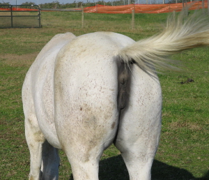 Horses ass  Blank Meme Template