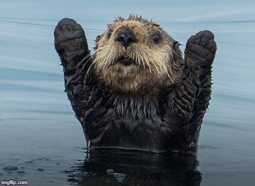 Hands up otter | WHAT'S A "YEN"? | image tagged in hands up otter | made w/ Imgflip meme maker