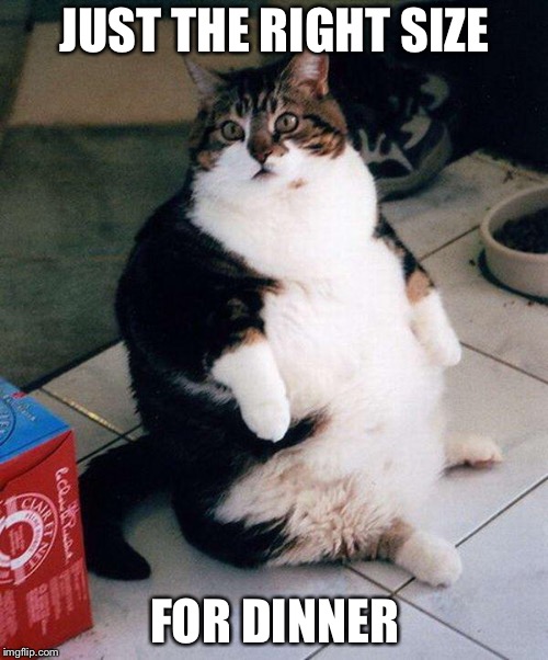 fat cat | JUST THE RIGHT SIZE FOR DINNER | image tagged in fat cat | made w/ Imgflip meme maker