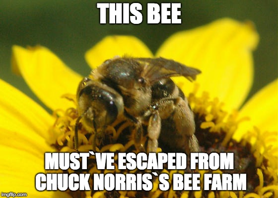 Chuck Norris Bee Farm | THIS BEE; MUST`VE ESCAPED FROM CHUCK NORRIS`S BEE FARM | image tagged in chuck norris,bees | made w/ Imgflip meme maker