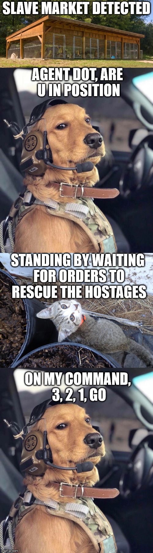 SLAVE MARKET DETECTED; AGENT DOT, ARE U IN POSITION; STANDING BY WAITING FOR ORDERS TO RESCUE THE HOSTAGES; ON MY COMMAND, 3, 2, 1, GO | made w/ Imgflip meme maker