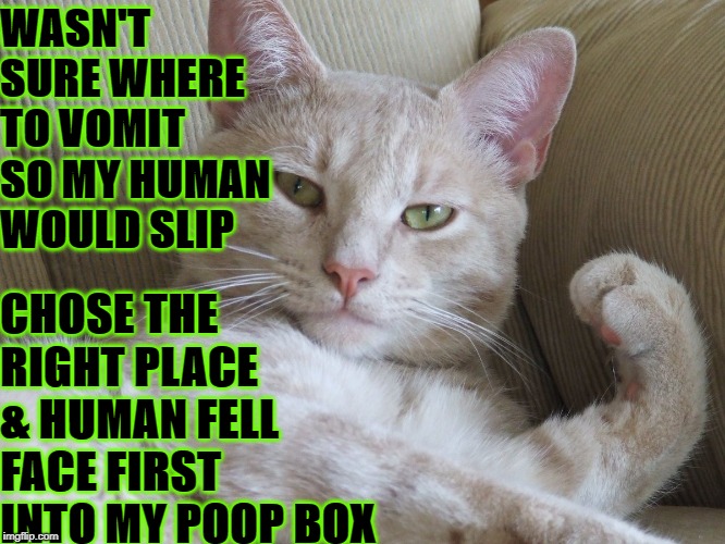 WASN'T SURE WHERE TO VOMIT SO MY HUMAN WOULD SLIP; CHOSE THE RIGHT PLACE & HUMAN FELL FACE FIRST INTO MY POOP BOX | image tagged in success cat | made w/ Imgflip meme maker