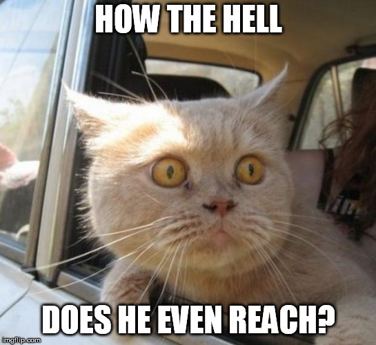 amazed cat | HOW THE HELL DOES HE EVEN REACH? | image tagged in amazed cat | made w/ Imgflip meme maker