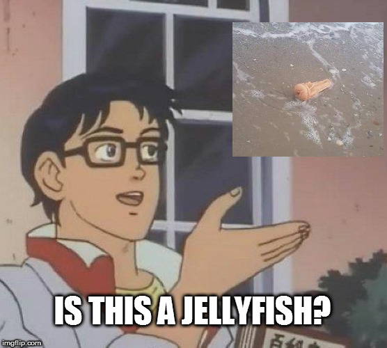 Is This A Pigeon Meme | IS THIS A JELLYFISH? | image tagged in memes,is this a pigeon | made w/ Imgflip meme maker