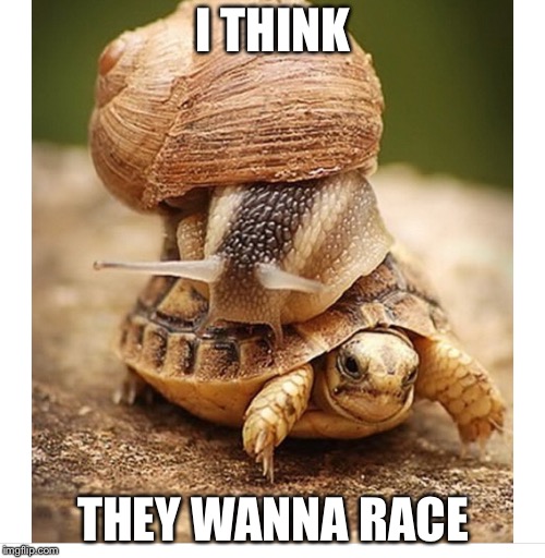 Snail riding turtle | I THINK THEY WANNA RACE | image tagged in snail riding turtle | made w/ Imgflip meme maker