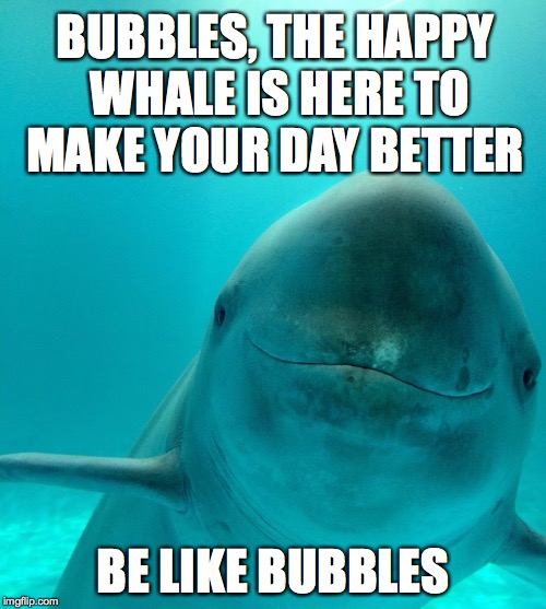 BUBBLES, THE HAPPY WHALE IS HERE TO MAKE YOUR DAY BETTER; BE LIKE BUBBLES | image tagged in whale,imgflip users,happy day,bad luck brian,grumpy cat | made w/ Imgflip meme maker