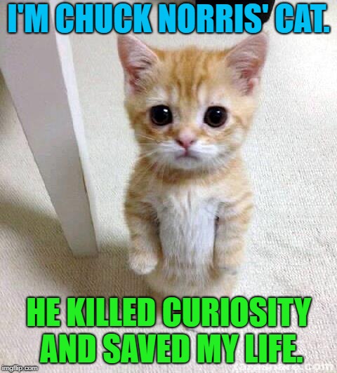 RIP, Mr. Curiosity.  You never had a chance. | I'M CHUCK NORRIS' CAT. HE KILLED CURIOSITY AND SAVED MY LIFE. | image tagged in memes,cute cat,chuck norris,curiosity,funny memes | made w/ Imgflip meme maker
