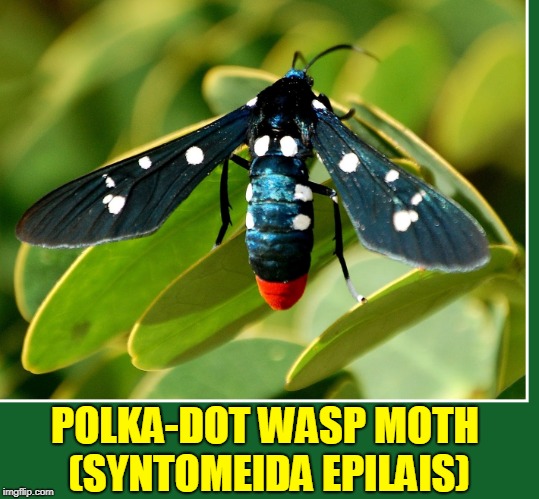 A Wasp-Like Appearance of this Harmless Moth Wards Off Predators | POLKA-DOT WASP MOTH (SYNTOMEIDA EPILAIS) | image tagged in vince vance,protective coloration,moths,polka dot wasp moth,syntomeida epilais,wasps | made w/ Imgflip meme maker