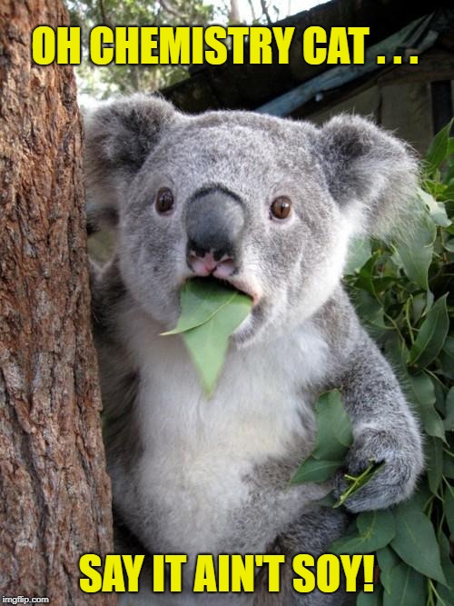 Surprised Koala Meme | OH CHEMISTRY CAT . . . SAY IT AIN'T SOY! | image tagged in memes,surprised koala | made w/ Imgflip meme maker